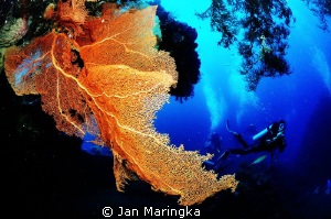 sea fan with divers by Jan Maringka 